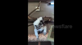 Adorable Cotton-Top Tamarin Born at Blackpool Zoo 1/2