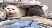 temp