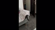 temp