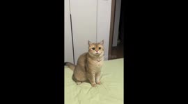 Cat plays catch with small bell in Jiangxi, China