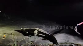 Crocodile that entered family's home is chased out of village in India