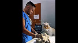 My Favorite Veterinary Assistant