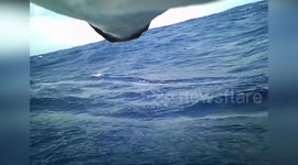 Japan: Seabirds Only Poop While Flying Reveals Surprising Ocean Behavior