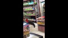Crocodile sparks panic as it rampages through supermarket