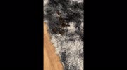 temp