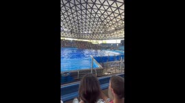 Orca surprises audience during show at SeaWorld San Antonio, Texas, USA