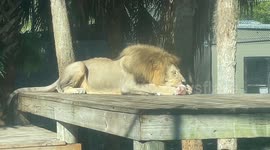 King of the Jungle's Feast: Watch This Lion Devour a Huge Piece of Meat!