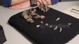 Tiny Ancient Whale Had Doe-Eyes But Razor-Sharp Teeth 1/2