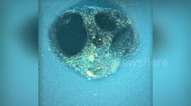 Human embryo implantation captured in real-time by scientists