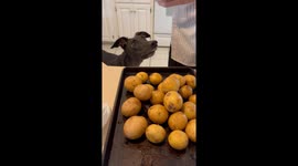 Greyhound boom’s polite potato plea sparks 455K views