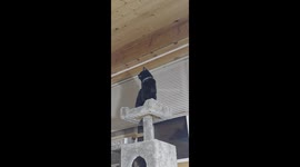 Cat-sitter’s delight: Spectre the cat scores an improbable bug catch with its own paws