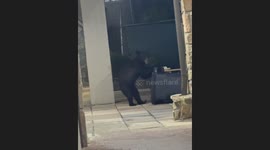 Bear in Gatlinburg Tennessee. He is so known for getting into trouble the staff at the Gatlinburg town square has named him. Dennis the menace!