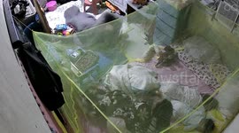 Stray cat runs into bedroom and attacks sleeping family