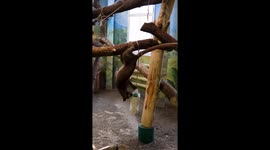 Luffy the fossa gets a new toy to play with at Russian zoo