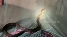 Indian man horrified as he wakes to find king cobra slithering across his bed
