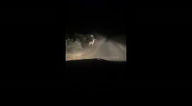 Chinkara pauses for midnight gaze on Thar desert road