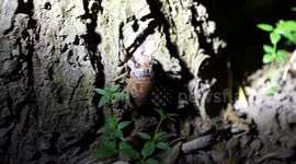 China: Cicada season takes flight in east China's Shandong