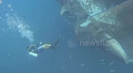 Brave Danish sailors rescue five whale sharks stuck in net in Papua