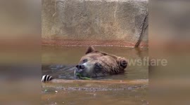 Bear cools off by splashing around in pool at Milwaukee County Zoo