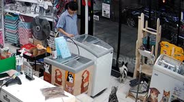 Curious cat falls into ice cream freezer while exploring shop