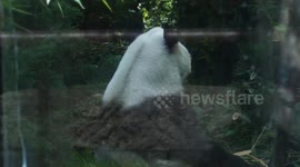 Mexico: Oldest panda living outside China draws visitors in Mexico