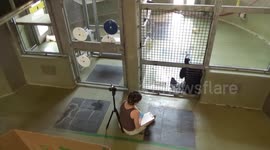 Ape shows human-like memory by following people out-of-sight