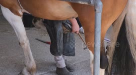 Farrier Contest At Three counties show in Malvern