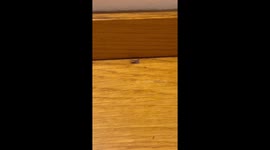 Ant heist in Mallorca: Ants hilariously nab false lashes