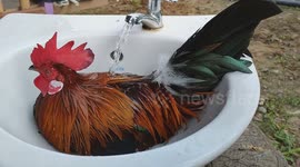 clever rooster cools off in water basin on hot day