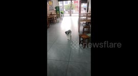 Dog patiently waits for neighbour to allow play time with their pooch