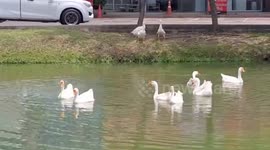 Residents baffled as geese released in moat to get rid of aquatic weeds