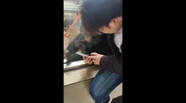 Monkey Engrossed in TikTok Videos