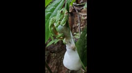 Side view of Malabar Gliding Frog mating and making nest for eggs