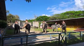 Elephants Rock the Beat With Trunk-Swinging Dance