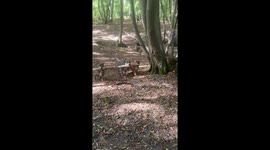 Three dogs carry log and nearly collide with man in London, England