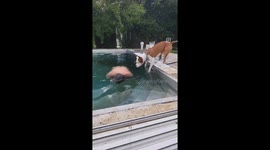 Pitbull Tito’s backyard hilarious prank ends with a splash in viral 7M views pool tumble