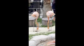 Flamingos Dancing With Fancy Footwork