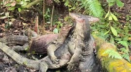 Three monitor lizards wrestle for dominance in park in Singapore