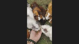 Adorable Guinea Pigs Munch Happily From Hand