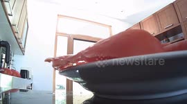 Salt Shaker Fail: Lid Stuck – Too Much Salt!