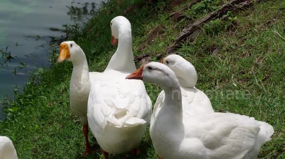 Have a Gander: Chinese Geese Deployed to Improve Water Quality in Chiang Mai,Thailand