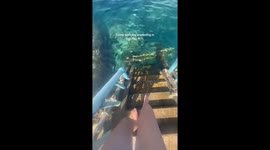 Stunning snorkeling footage from Koh Tao captures Thailand’s spectacular underwater world