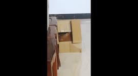 Robo-Cat: Feline's Amusing Response to Owner's Call