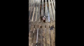 Mid-Air Lamb: Caught on a Plank of Wood
