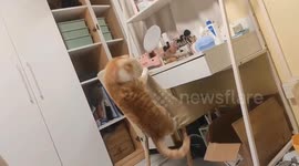 Feline Excitement: Cat Shakes Her Head with Enthusiasm