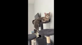 Sausage the kitten hangs on – and 2.4 million viewers can’t look away