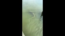 Sharks and alligator feed on scraps at boat dock in Hilton Head, South Carolina