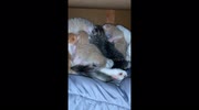 temp