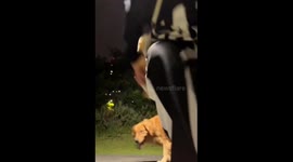A Golden Retriever Tripping Over His Owner