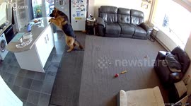 Dog accidentally knocks over fruit basket and sends fruits rolling everywhere